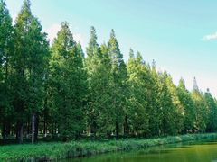 -黄海国家森林公园