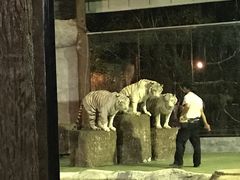 -清迈夜间动物园