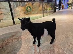 -酷嗒动物文化乐园(cutezoo西溪乐天城店)