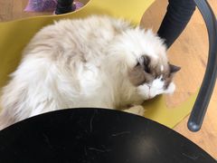 -东方名猫馆·英短金渐层布偶猫舍(环线广场1号楼店)