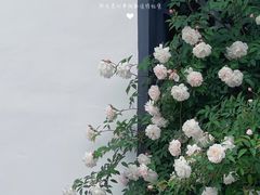 -鹅湖玫瑰文化园