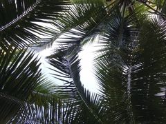 -万绿园