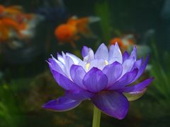 -上海辰山植物园