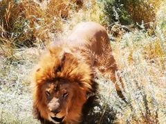 -新疆天山野生动物园