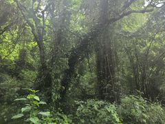 -野象谷景区