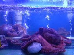 -阿弟特色海鲜餐厅·大排档(平潭店)