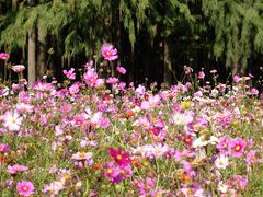 -上海共青森林公园