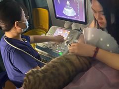 -北京观赏动物医院·24小时大型综合·猫专科·异宠专科