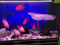 -巴蜀印象火锅(永陵总店)