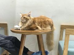 -藏猫猫咖啡主题馆(中央大道店)