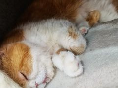 -喵园·猫主题咖啡厅·撸猫·猫咖(国贸店)