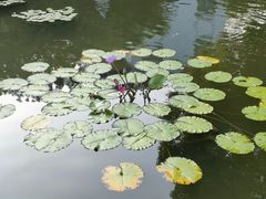 -碧江金楼