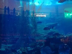 -迪拜水族馆及水下动物园