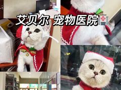 -艾贝尔宠物医院 ·内科全科(梁溪路店)
