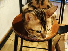 -Cappucimeow猫咪咖啡馆(韦伯时代店)