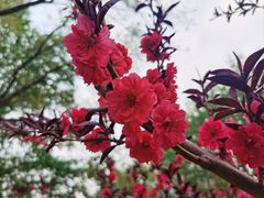 -海棠花溪(元大都城垣遗址公园)