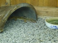 -上海大自然野生昆虫馆