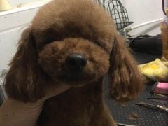 -超宠爱宠物摄影-Super pet