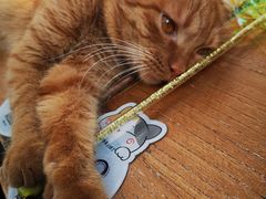 -猫小院猫主题咖啡厅(北锣店)
