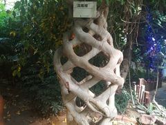 -呀路古热带植物园
