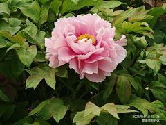 -曹州百花园