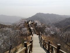 -大岭沟猕猴桃谷风景区