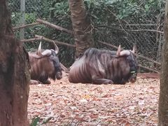 -海南热带野生动植物园