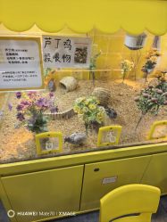 -神奇动物撸宠馆·羊驼·小浣熊·异宠(豫园店)