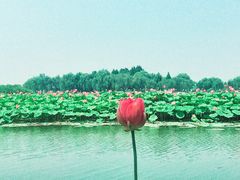 -白洋淀景区