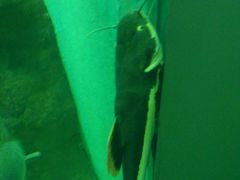 长胡子鱼爱竖起来-上海长江河口科技馆