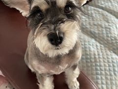 -瑞派宠物医院·中兽医专科(中央商城分院)