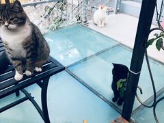 -喵屿·大理花园猫咖