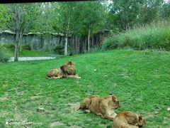-北京野生动物园