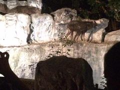 -清迈夜间动物园