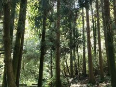 -武陵山森林公园