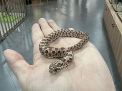 -Moni星球萌宠·小马宝莉·灵蛇·高端高阶全萌宠互动体验俱乐部(红豆国际广场店)