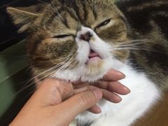 -李小姐の猫咖啡馆(五角场店)