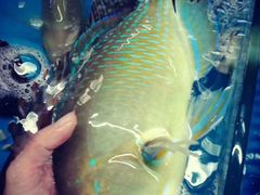 -正能量1号海鲜加工店