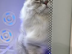 -喵zoo家庭繁育猫舍(尖东智能花园店)