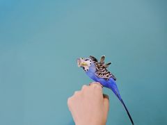 -藦茜花园宠物主题亲子互动体验馆(国顺东路店)