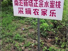 -南汇新场正宗水蜜桃采摘