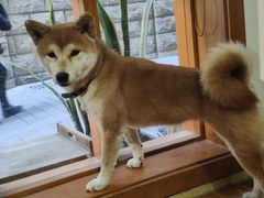-是阿柴呀！柴犬咖啡·爱喵喵猫咖