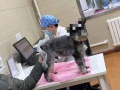 -北京观赏动物医院·24小时大型综合·猫专科·异宠专科