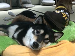 -逗柴咖啡屋·狗咖猫咖宠物桌游