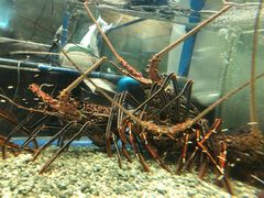 -Isla Sugbu Seafood City