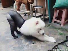 -正新鸡排·炸鸡汉堡(中茵海华广场店)