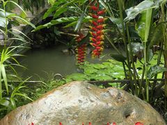 -中国科学院西双版纳热带植物园