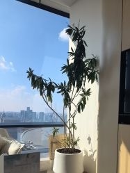 点击看大图 -智美品质医美