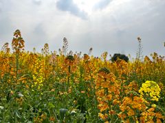 -中国天府农业博览园