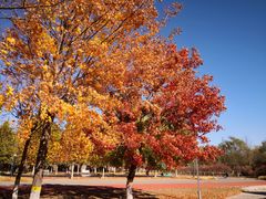 -永定河休闲森林公园